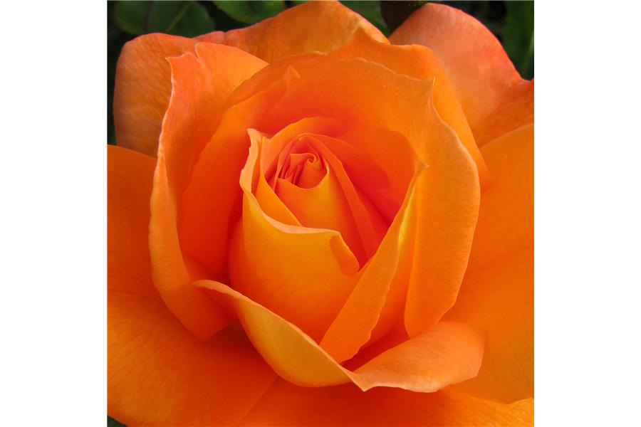 HYBRID TEA STD